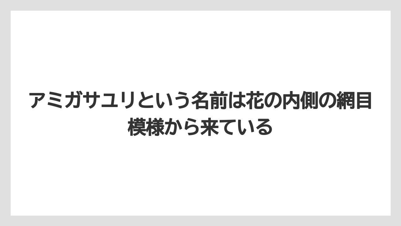 【栽培】【農園】【農業】アミガサユリという名前は花の内側の網目模様から来ている