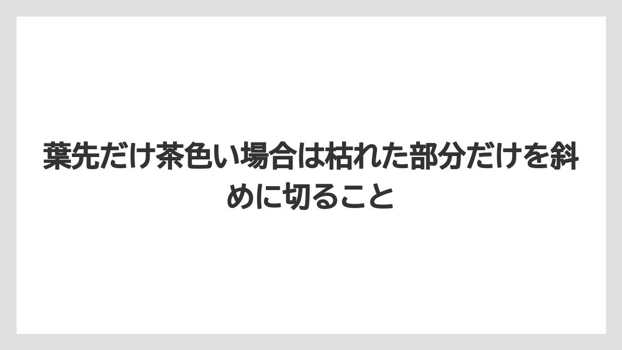 葉先だけ茶色い場合は枯れた部分だけを斜めに切ること