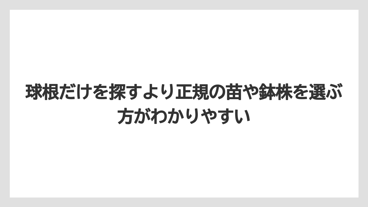 【栽培】【農園】【農業】球根だけを探すより正規の苗や鉢株を選ぶ方がわかりやすい