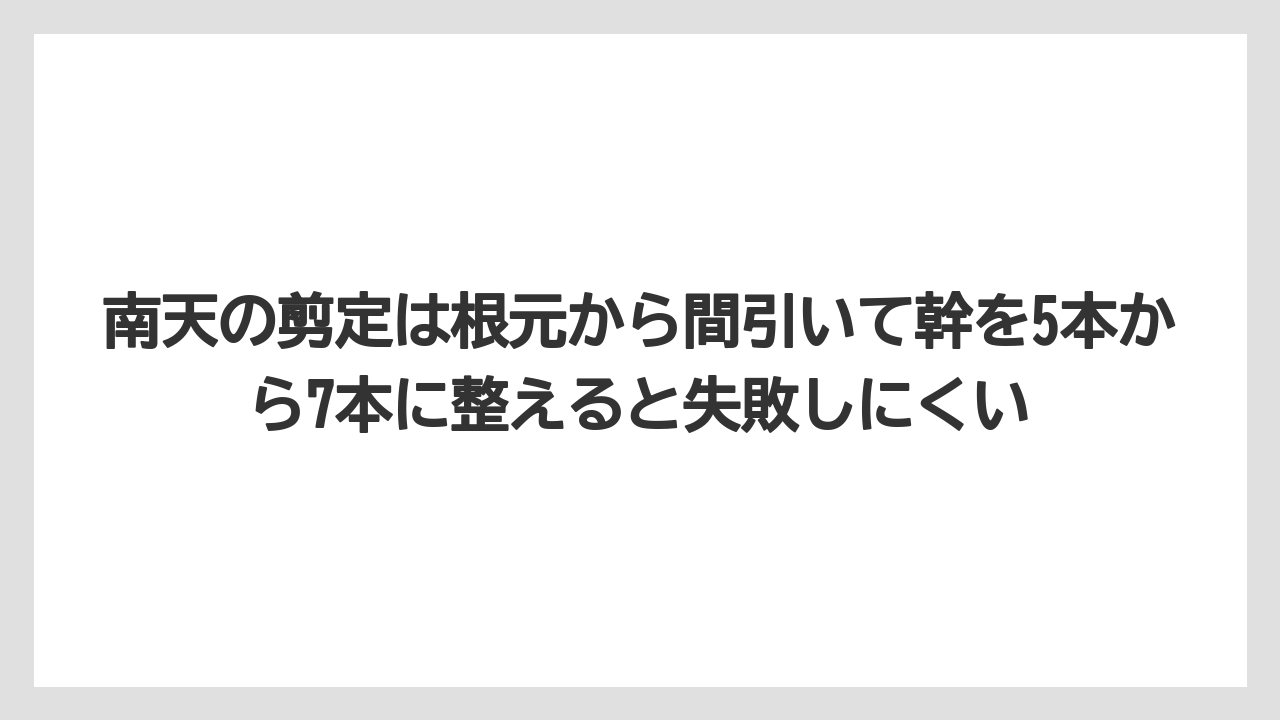 【栽培】【農園】【農業】南天の剪定は根元から間引いて幹を5本から7本に整えると失敗しにくい