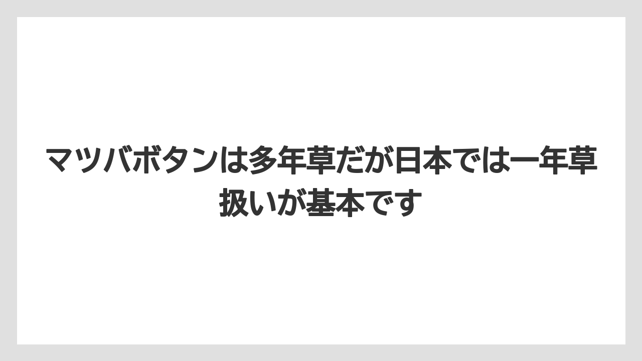 【栽培】【農園】【農業】マツバボタンは多年草だが日本では一年草扱いが基本です
