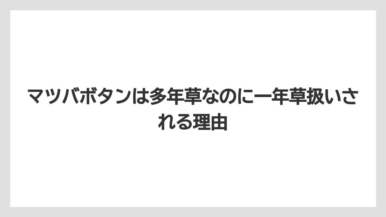 マツバボタンは多年草なのに一年草扱いされる理由