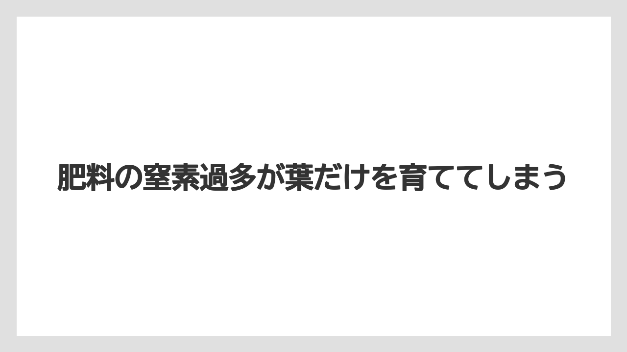 【栽培】【花】【葉】肥料の窒素過多が葉だけを育ててしまう