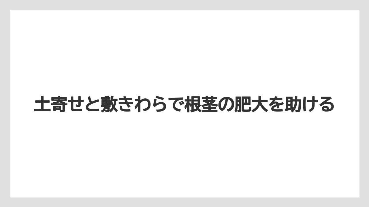 【栽培】【植え】【農業】土寄せと敷きわらで根茎の肥大を助ける
