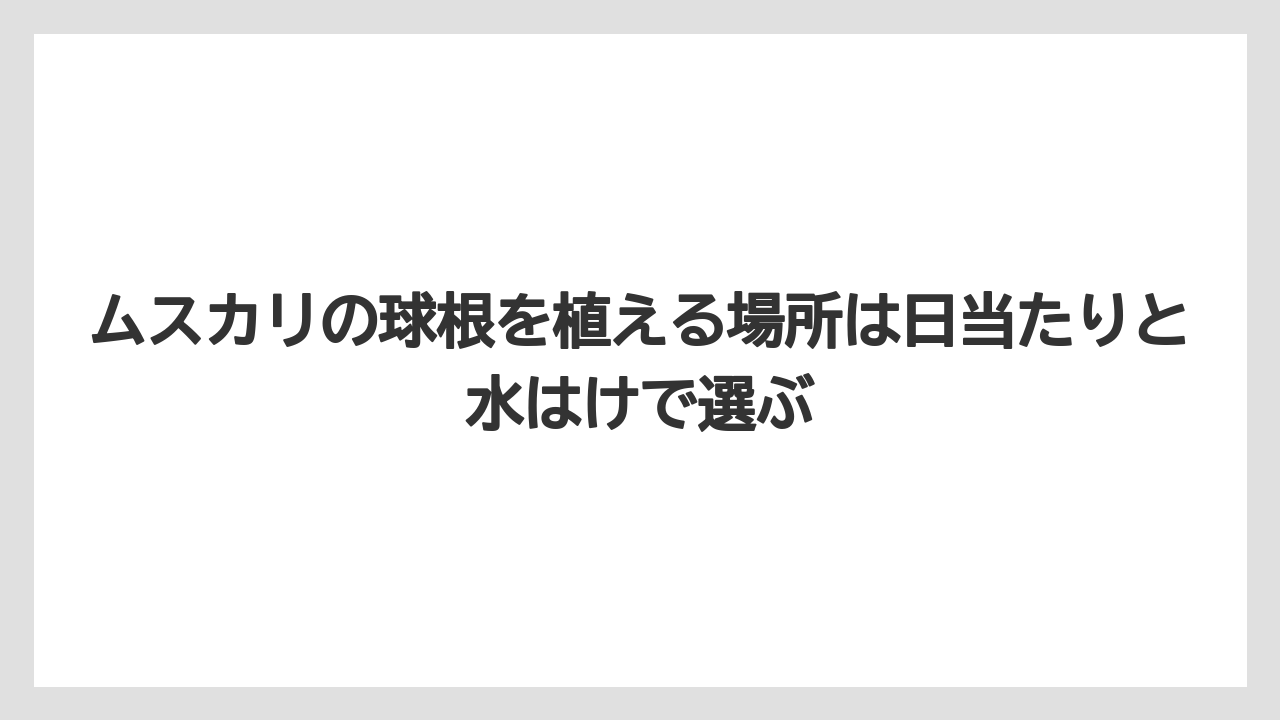 【栽培】【農園】【農業】ムスカリの球根を植える場所は日当たりと水はけで選ぶ