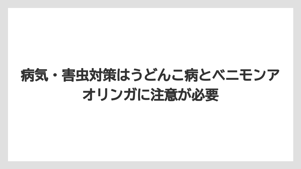 【栽培】【植え】【農業】病気・害虫対策はうどんこ病とベニモンアオリンガに注意が必要