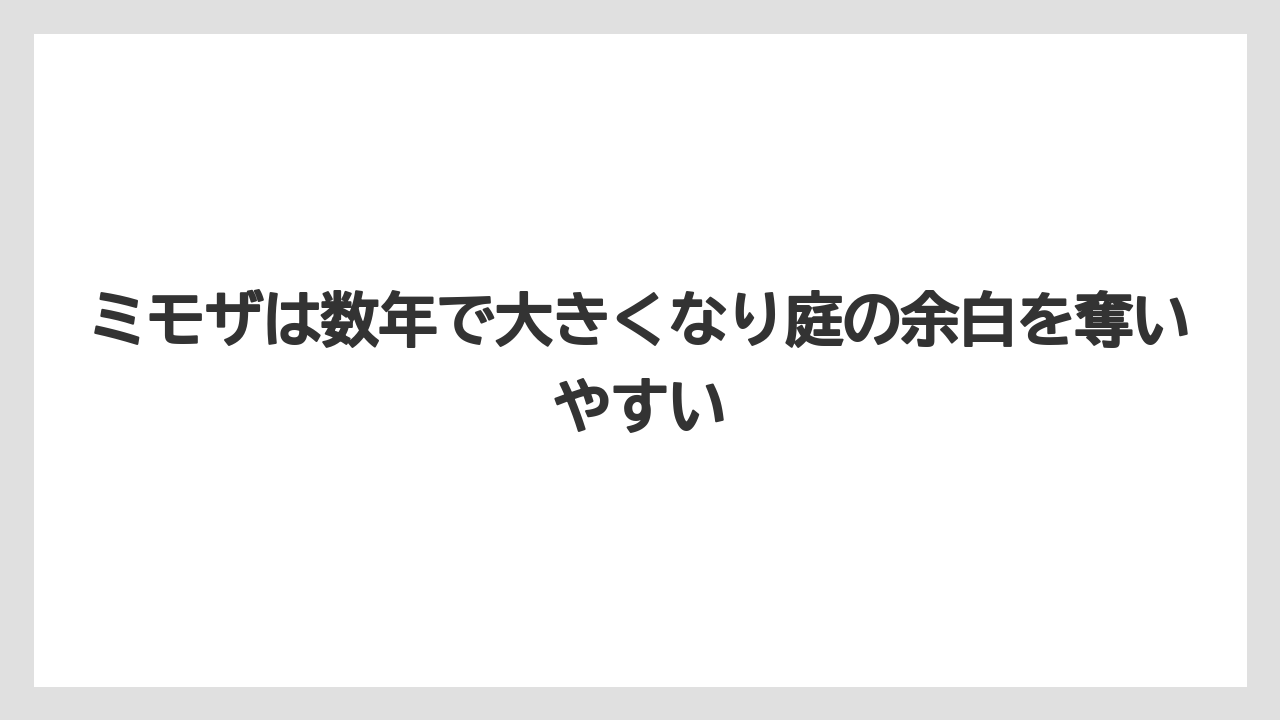 ミモザは数年で大きくなり庭の余白を奪いやすい