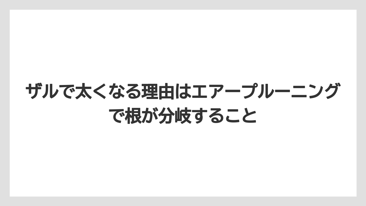 【100均】【もみじ】【ゼオライト】【バラ】【栽培】ザルで太くなる理由はエアープルーニングで根が分岐すること