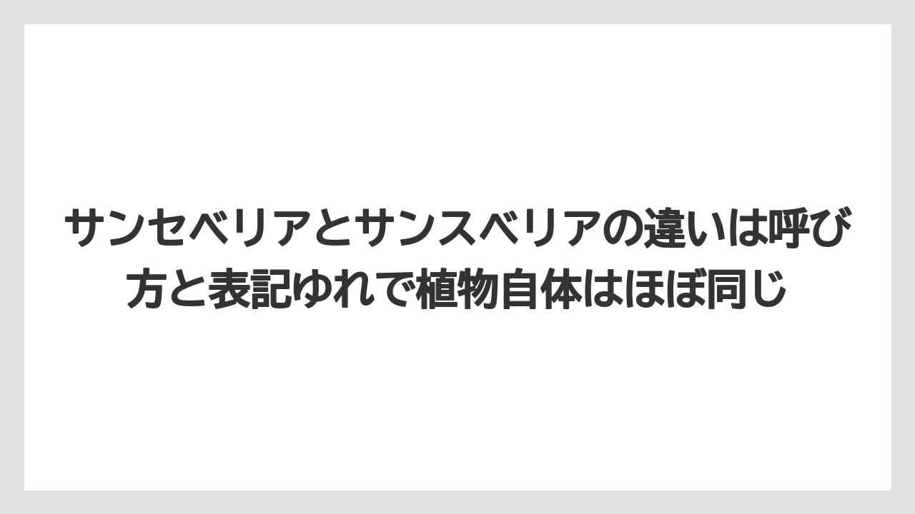 【サンスベリア】【サンセベリア】【栽培】【育て方】サンセベリアとサンスベリアの違いは呼び方と表記ゆれで植物自体はほぼ同じ