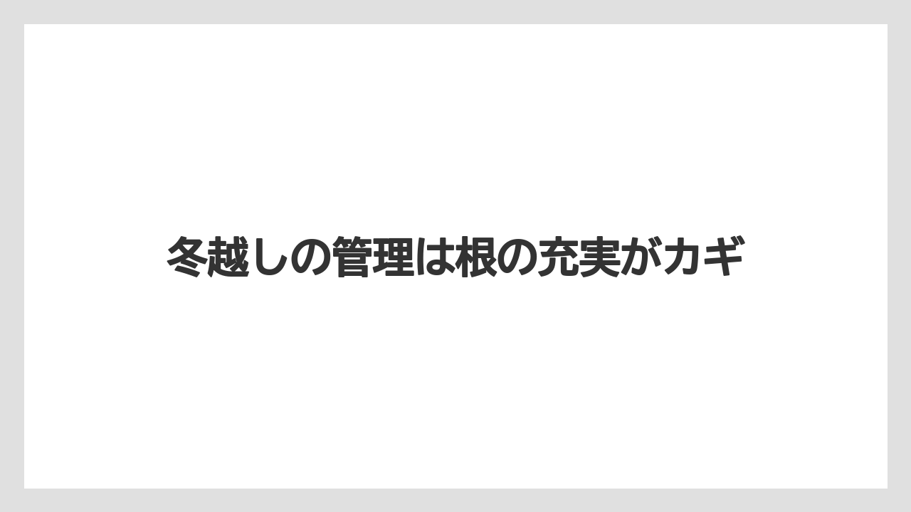【栽培】【植え】【農業】冬越しの管理は根の充実がカギ