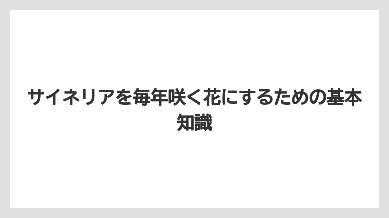 サイネリアを毎年咲く花にするための基本知識