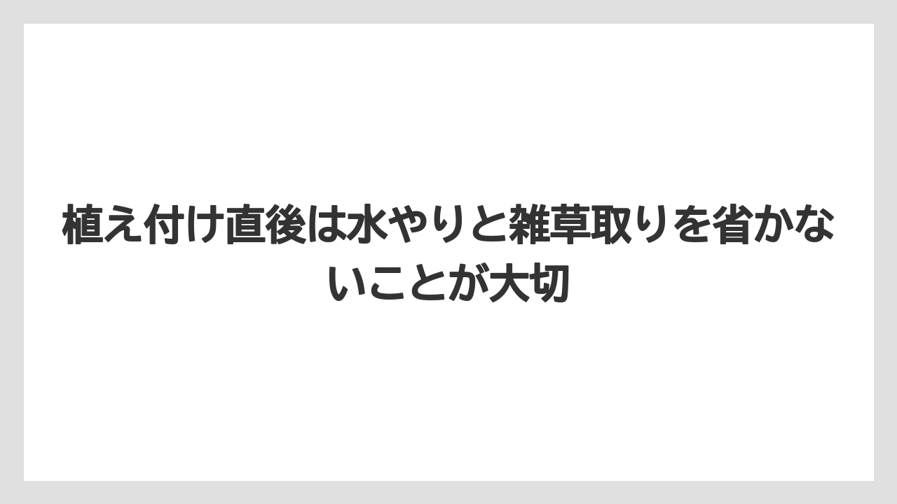 【ほったらかし】【栽培】【植え】植え付け直後は水やりと雑草取りを省かないことが大切
