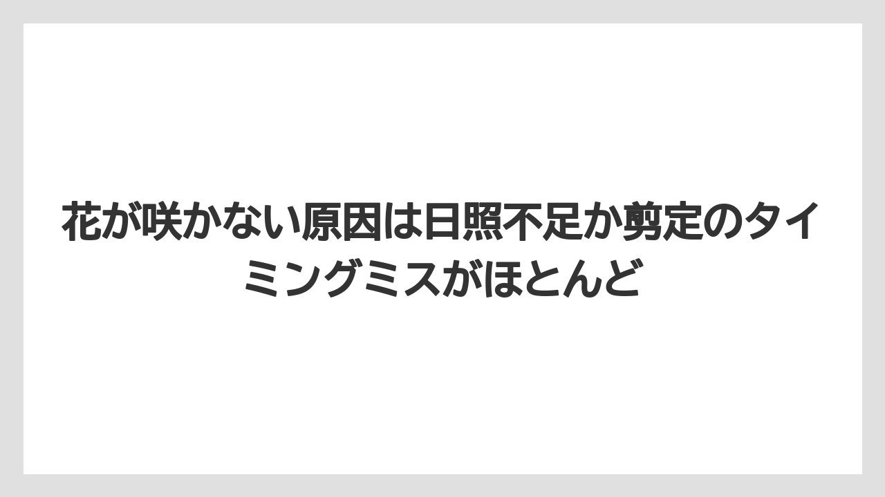 【ニンジン】【庭】【後悔】【栽培】花が咲かない原因は日照不足か剪定のタイミングミスがほとんど