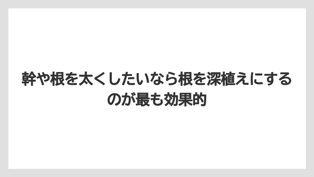 【ガジュマル】【剪定】【栽培】幹や根を太くしたいなら根を深植えにするのが最も効果的