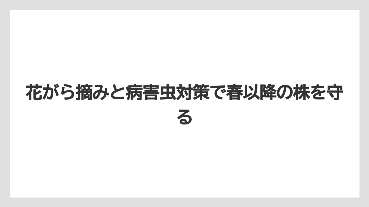 【栽培】【農園】【農業】花がら摘みと病害虫対策で春以降の株を守る