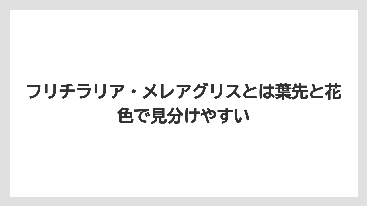 【栽培】【農園】【農業】フリチラリア・メレアグリスとは葉先と花色で見分けやすい