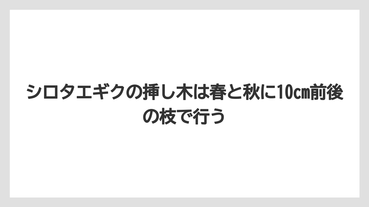 【栽培】【農園】【農業】シロタエギクの挿し木は春と秋に10cm前後の枝で行う