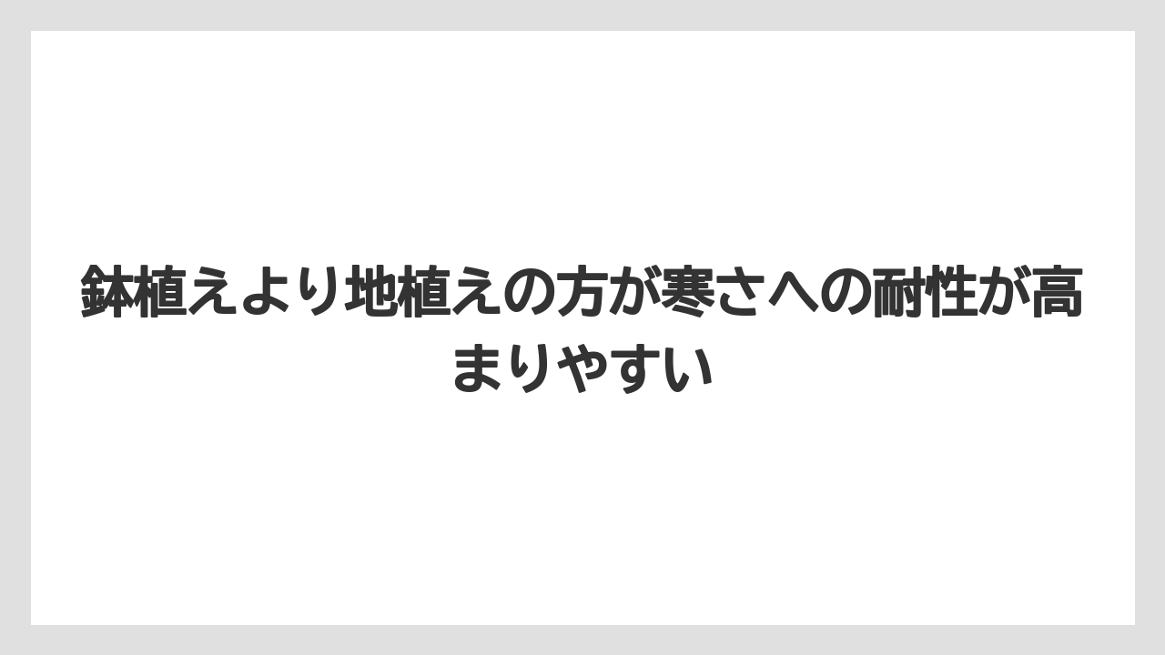 【栽培】【農園】【農業】鉢植えより地植えの方が寒さへの耐性が高まりやすい
