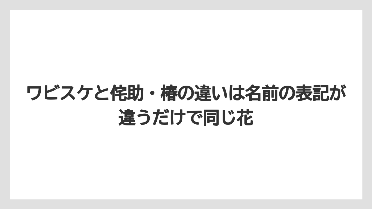 【栽培】【農園】【農業】ワビスケと侘助・椿の違いは名前の表記が違うだけで同じ花