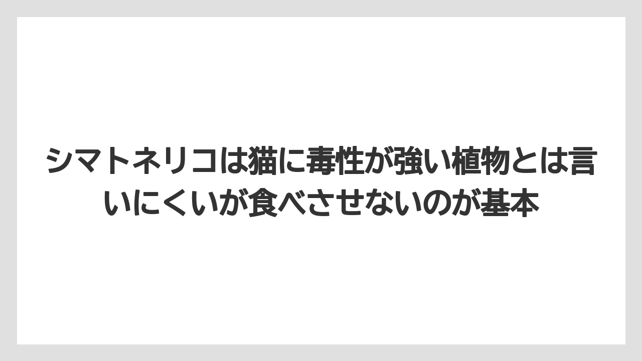 【しそ】【モンステラ】【栽培】【猫】【猫草】シマトネリコは猫に毒性が強い植物とは言いにくいが食べさせないのが基本