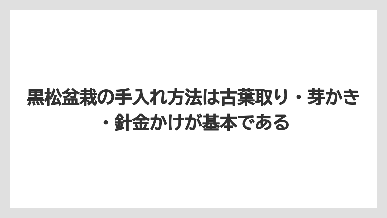 【栽培】【農園】【農業】黒松盆栽の手入れ方法は古葉取り・芽かき・針金かけが基本である