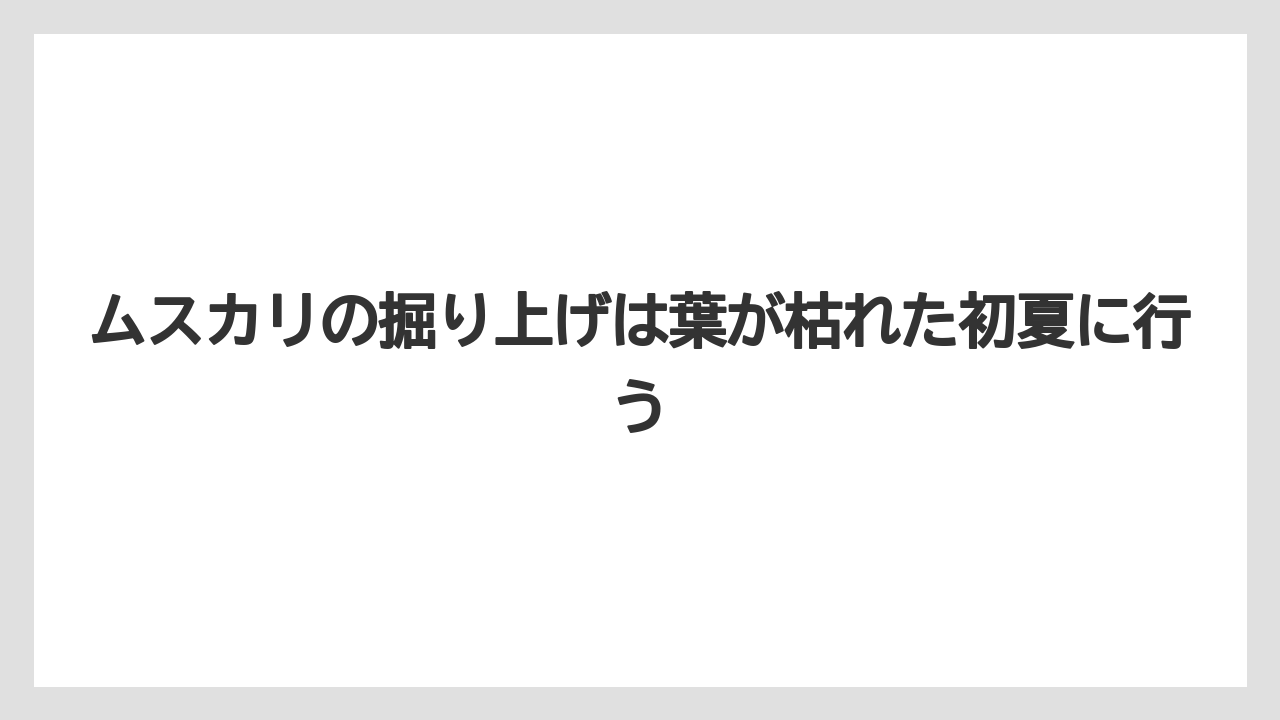 【栽培】【農園】【農業】ムスカリの掘り上げは葉が枯れた初夏に行う