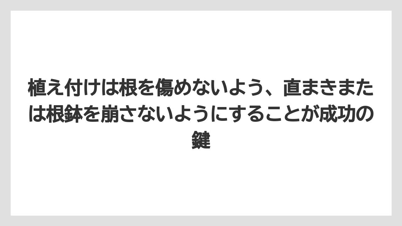 【栽培】【育て方】【草】植え付けは根を傷めないよう、直まきまたは根鉢を崩さないようにすることが成功の鍵