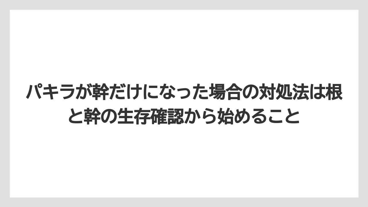 【パキラ】【栽培】【農業】パキラが幹だけになった場合の対処法は根と幹の生存確認から始めること