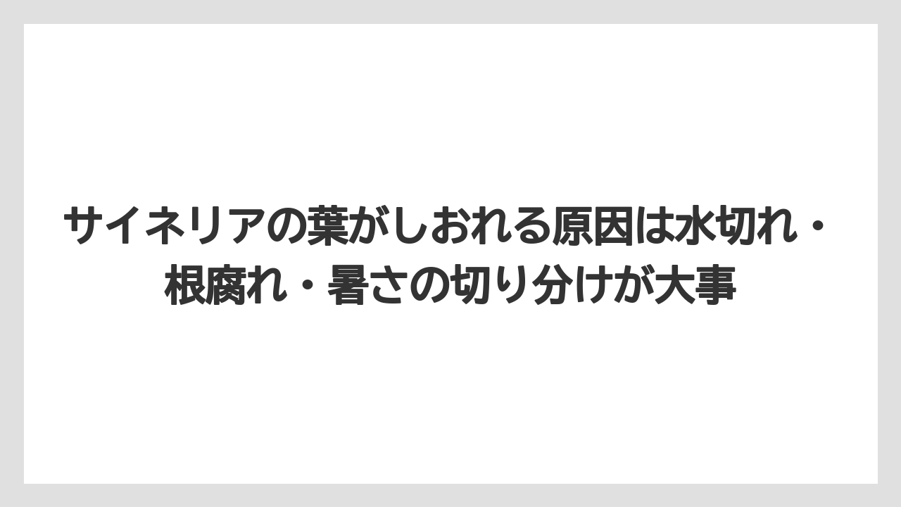 【栽培】【肥料】【農業】サイネリアの葉がしおれる原因は水切れ・根腐れ・暑さの切り分けが大事