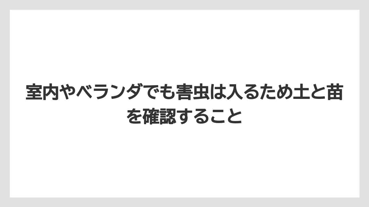 【コーヒー】【大葉】【栽培】【肥料】【農業】室内やベランダでも害虫は入るため土と苗を確認すること