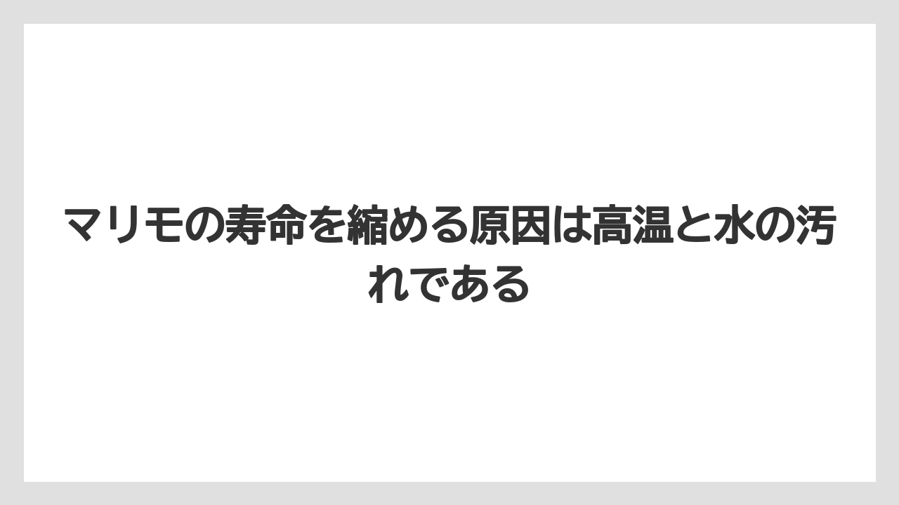 【栽培】【農園】【農業】マリモの寿命を縮める原因は高温と水の汚れである