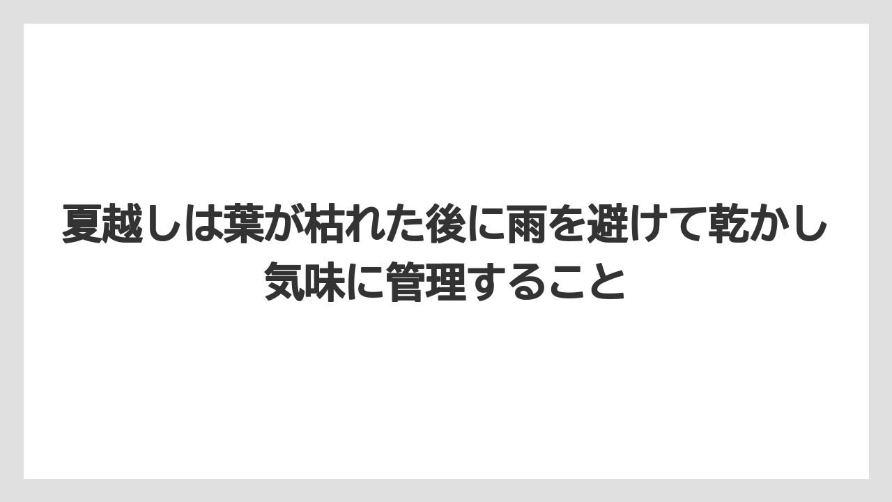 【栽培】【農園】【農業】夏越しは葉が枯れた後に雨を避けて乾かし気味に管理すること