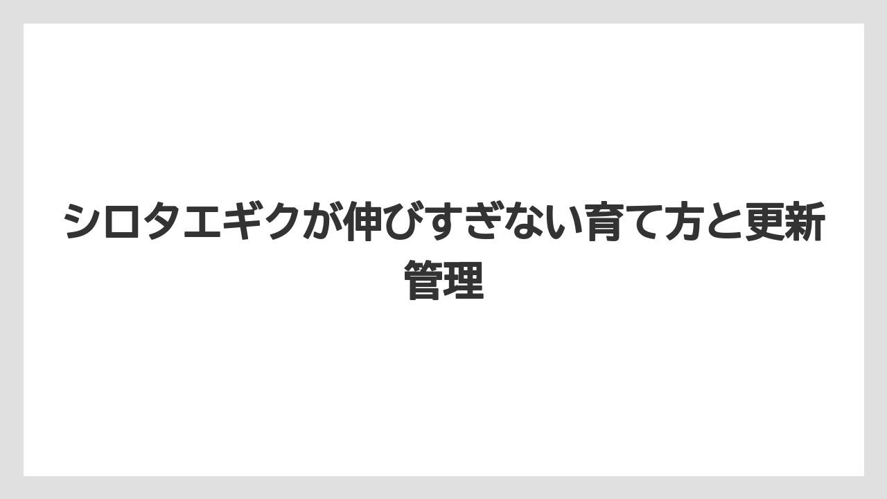 【栽培】【農園】【農業】シロタエギクの花芽は葉を楽しむなら早めに摘む