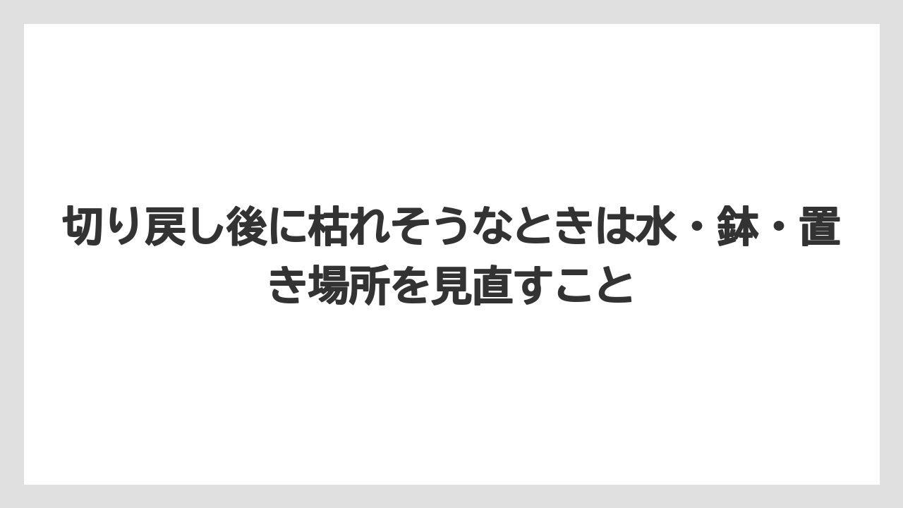 【栽培】【農園】【農業】切り戻し後に枯れそうなときは水・鉢・置き場所を見直すこと