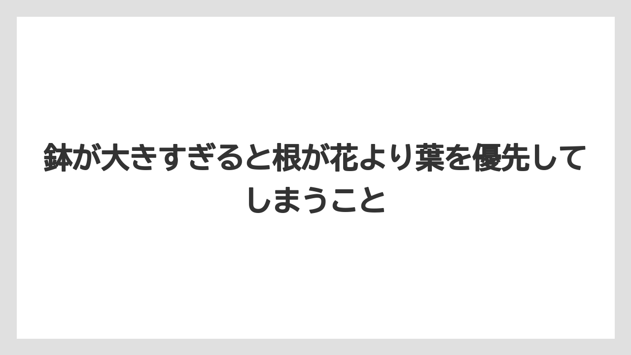 【栽培】【農園】【農業】鉢が大きすぎると根が花より葉を優先してしまうこと