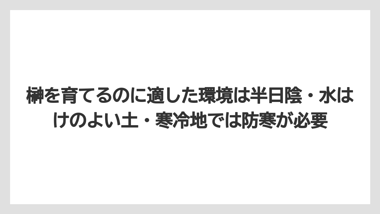 【いけない】【庭】【栽培】【植え】【育て方】榊を育てるのに適した環境は半日陰・水はけのよい土・寒冷地では防寒が必要