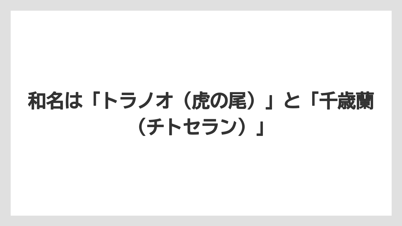 【サンスベリア】【栽培】【農業】和名は「トラノオ（虎の尾）」と「千歳蘭（チトセラン）」
