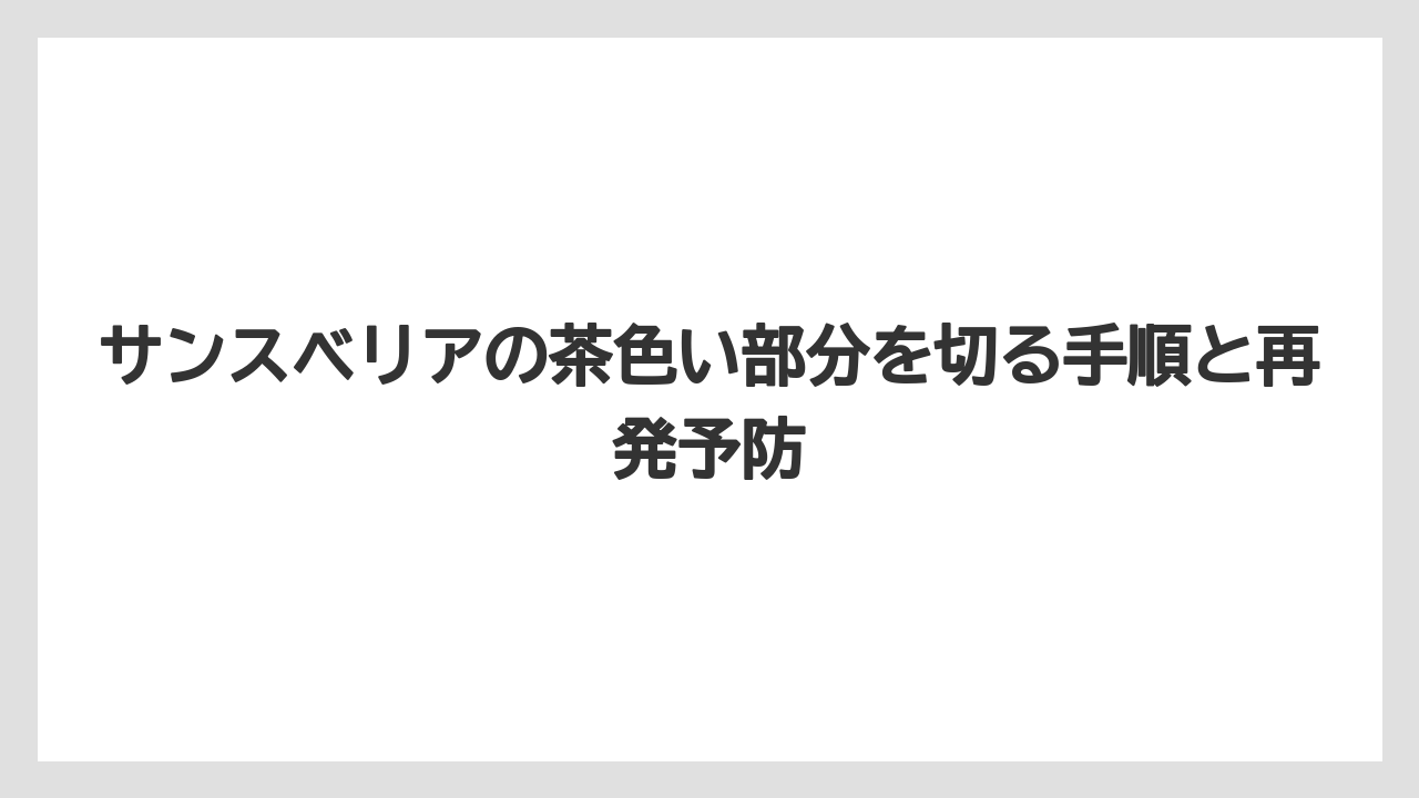 【サンスベリア】【栽培】【肥料】サンスベリアが枯れる前兆は土・根元・葉の硬さで見分ける