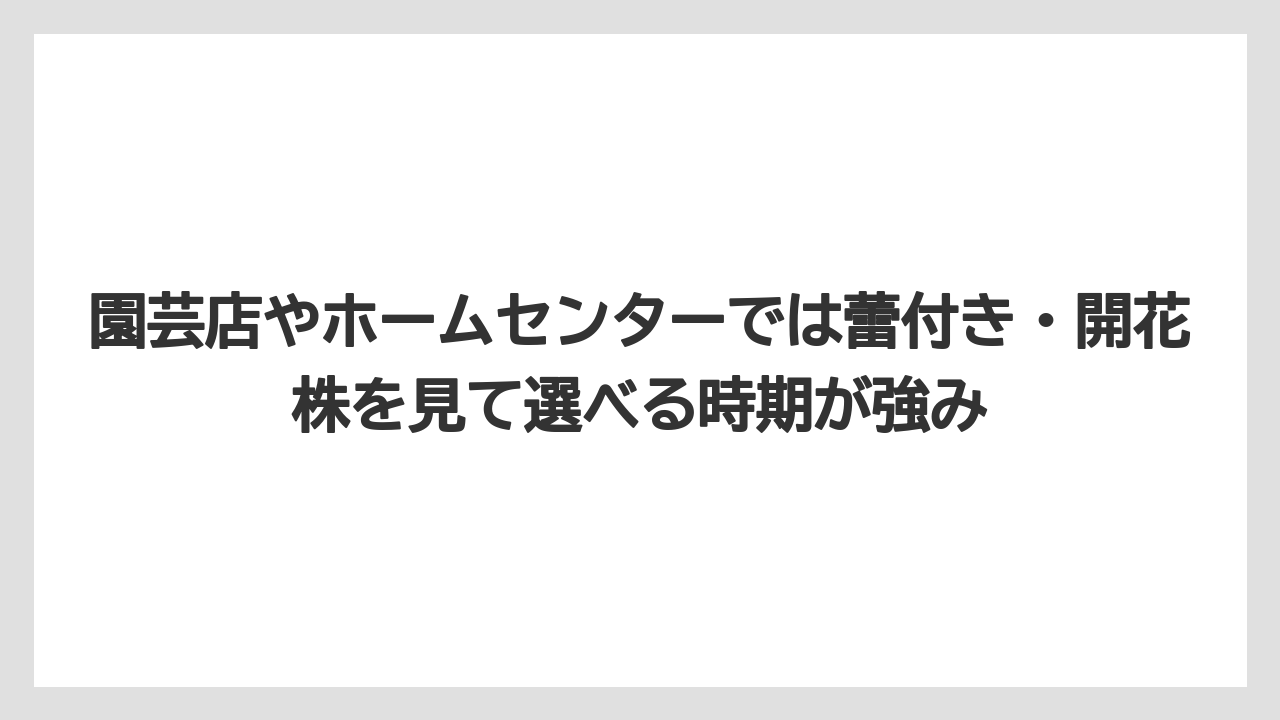 【栽培】【農園】【農業】園芸店やホームセンターでは蕾付き・開花株を見て選べる時期が強み
