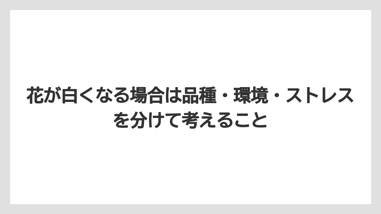 花が白くなる場合は品種・環境・ストレスを分けて考えること