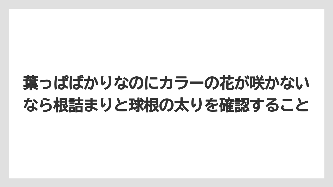【栽培】【農園】【農業】葉っぱばかりなのにカラーの花が咲かないなら根詰まりと球根の太りを確認すること