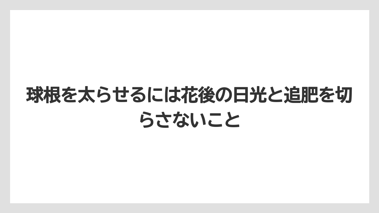 【栽培】【農園】【農業】球根を太らせるには花後の日光と追肥を切らさないこと
