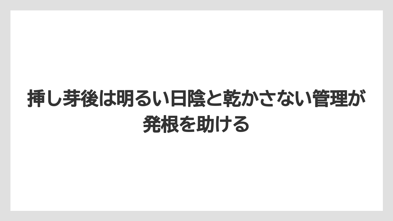 【栽培】【農園】【農業】挿し芽後は明るい日陰と乾かさない管理が発根を助ける