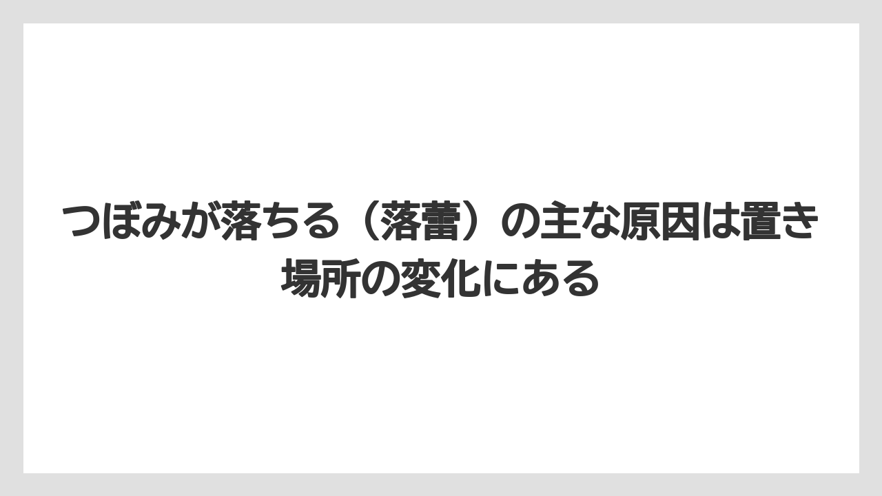【サボテン】【栽培】【花】つぼみが落ちる（落蕾）の主な原因は置き場所の変化にある