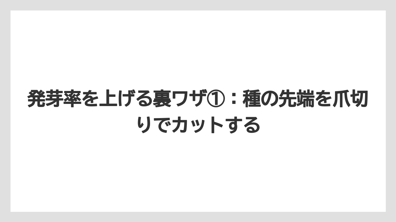 【ゴーヤ】【栽培】【農業】発芽率を上げる裏ワザ①：種の先端を爪切りでカットする