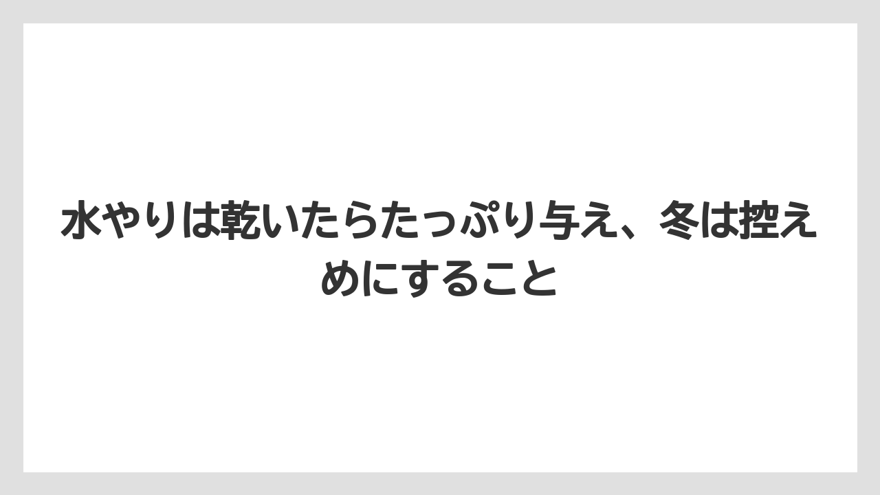 【パキラ】【木】【栽培】【育て方】水やりは乾いたらたっぷり与え、冬は控えめにすること