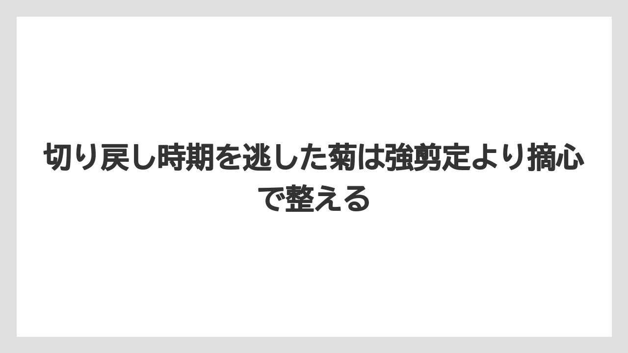 【栽培】【農園】【農業】切り戻し時期を逃した菊は強剪定より摘心で整える