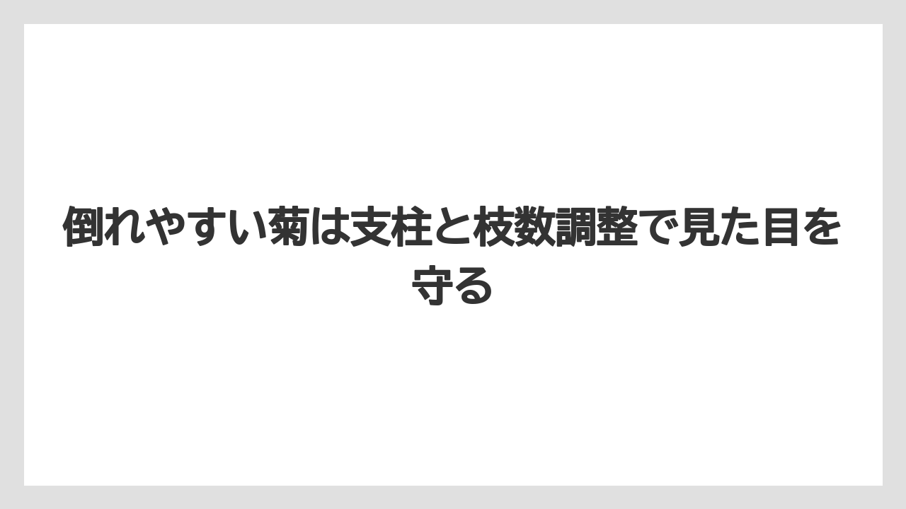 【栽培】【農園】【農業】倒れやすい菊は支柱と枝数調整で見た目を守る