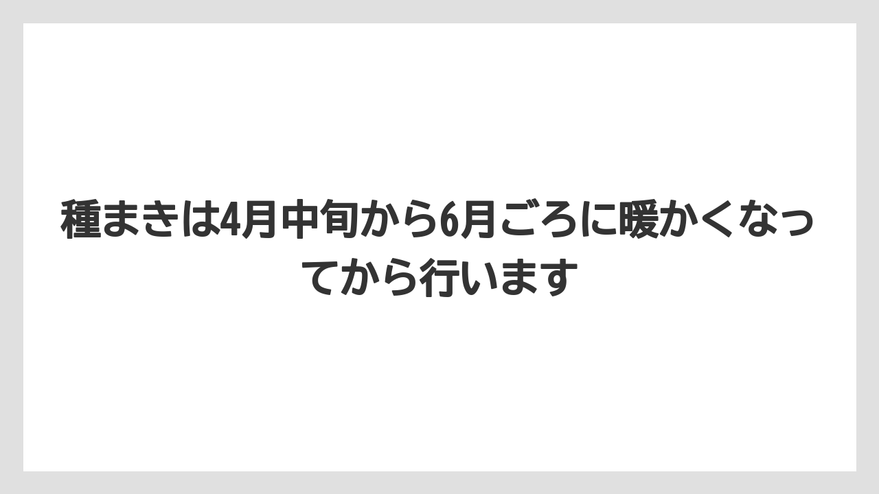 【栽培】【農園】【農業】種まきは4月中旬から6月ごろに暖かくなってから行います