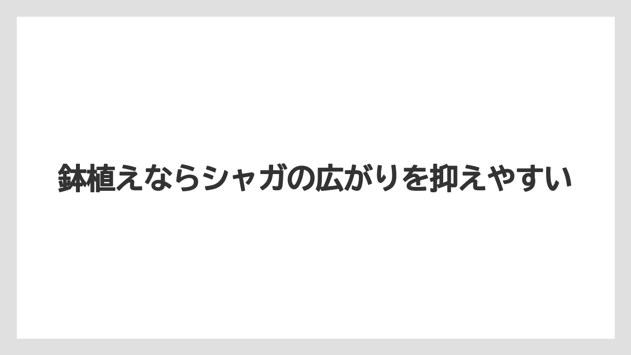 【ミント】【栽培】【猫】鉢植えならシャガの広がりを抑えやすい